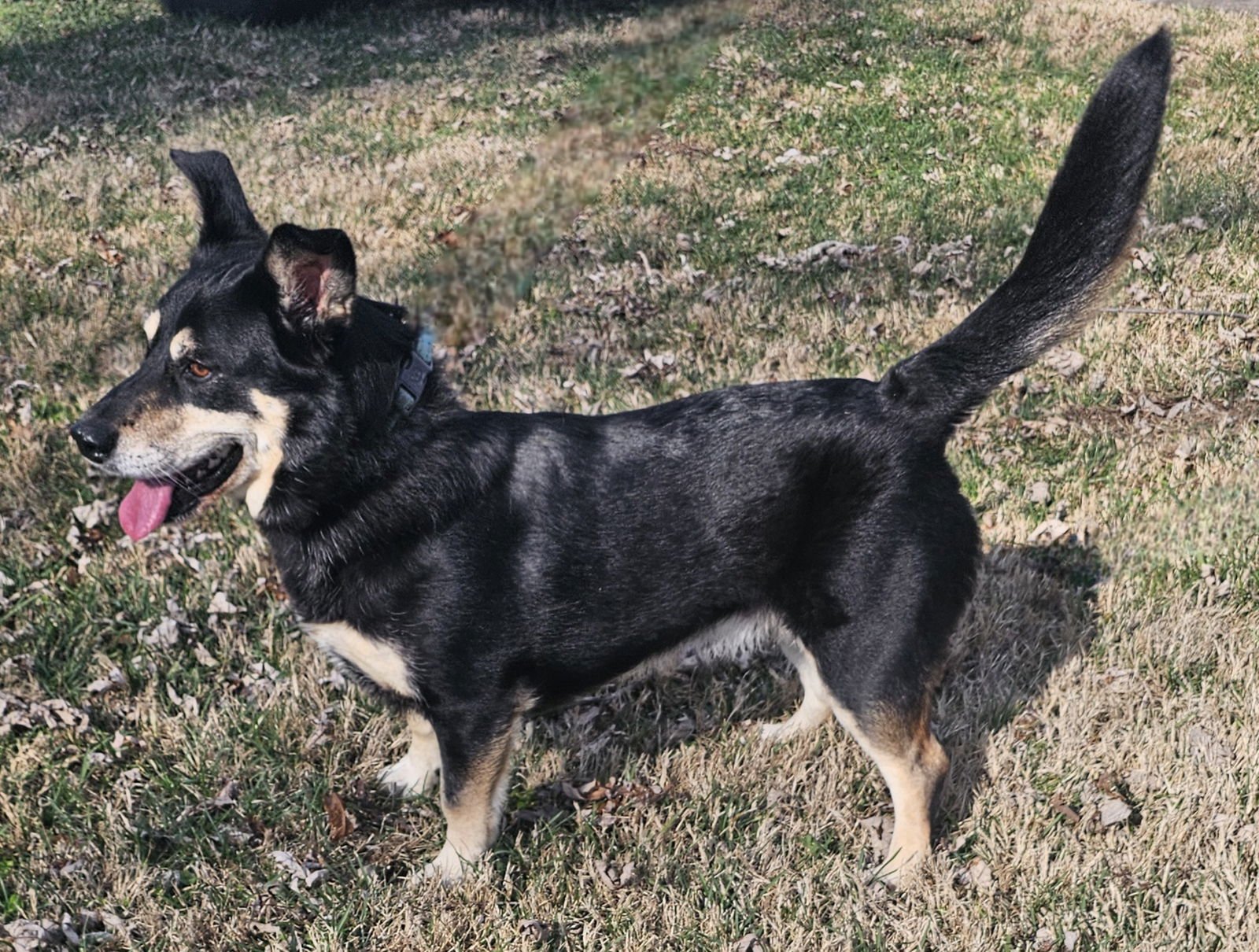 NALA - Corgi available for adoption