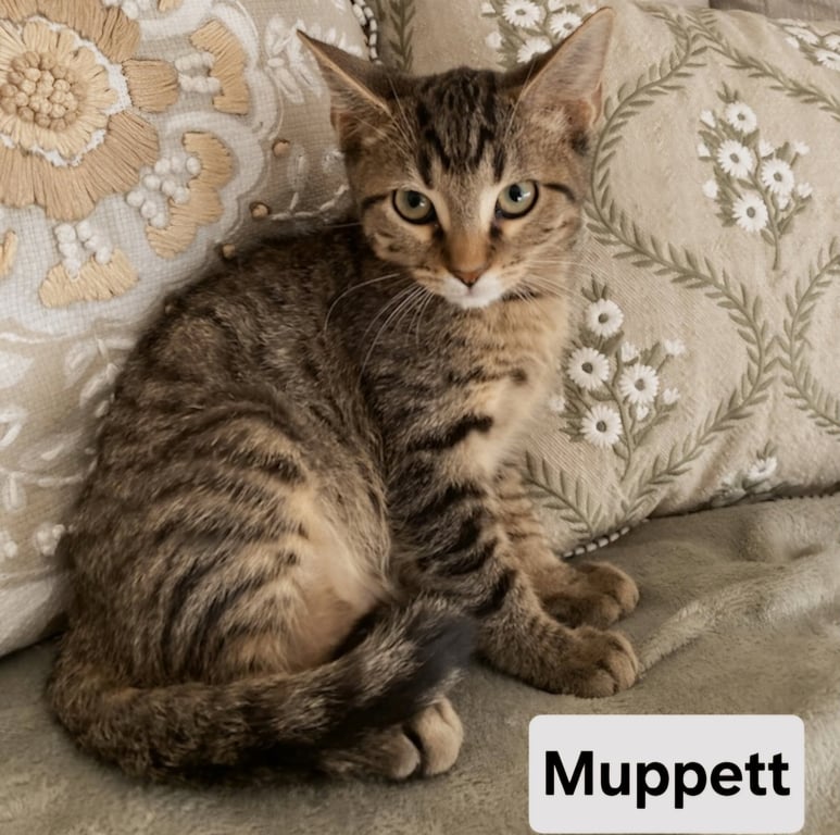KITTEN MUPPET Image
