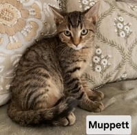 KITTEN MUPPET - Photo 1