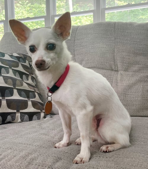 PACINO PEPE-ONLY 5 LBS! - Chihuahua available for adoption