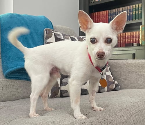 PACINO PEPE-ONLY 5 LBS! - Chihuahua available for adoption
