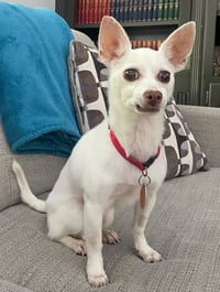 PACINO PEPE-ONLY 5 LBS! - Photo 3