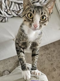 KITTY MAJKA - Photo 3