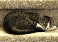 KITTY MAJKA - Photo 4