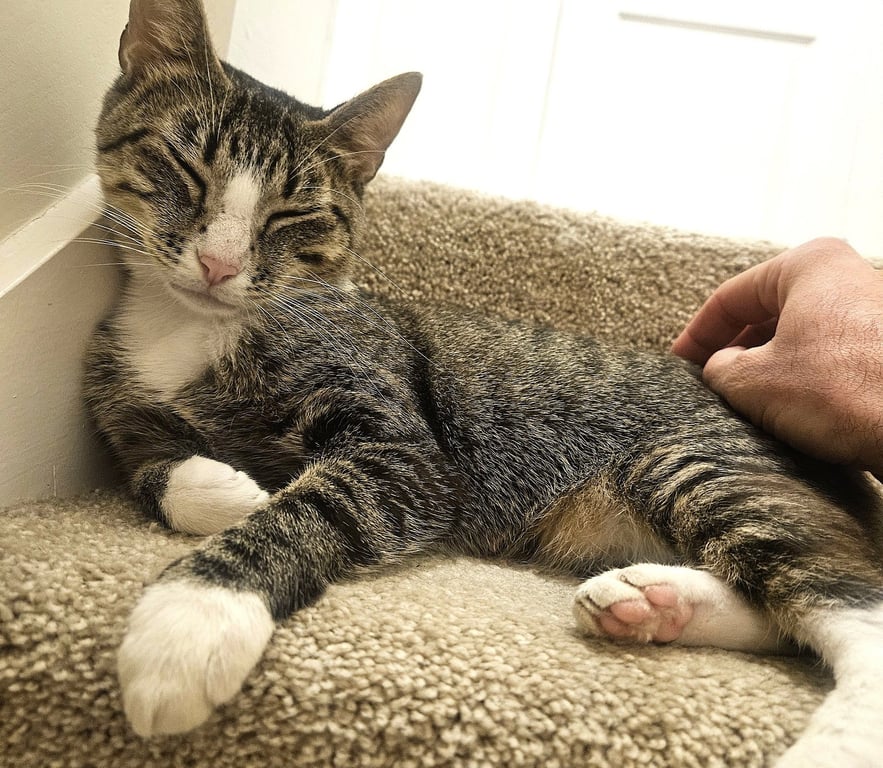 KITTY MAJKA Image