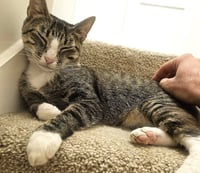KITTY MAJKA - Photo 1