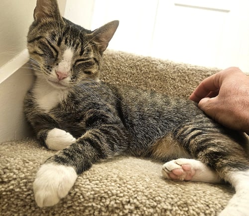 KITTY MAJKA - Tabby available for adoption