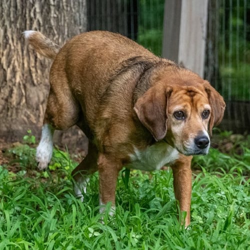 CHANCE - Beagle available for adoption