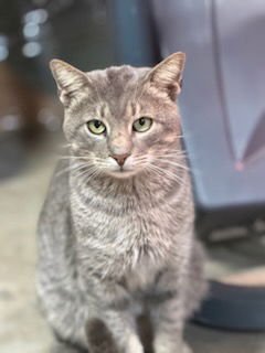 TOBY - Tabby available for adoption