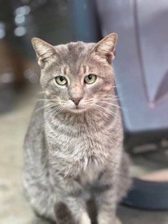 TOBY - Tabby available for adoption