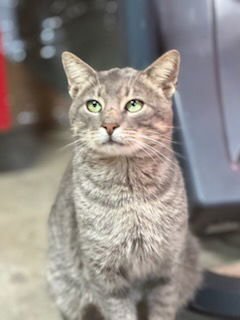 TOBY - Tabby available for adoption