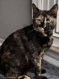 KITTY CASS - Photo 2