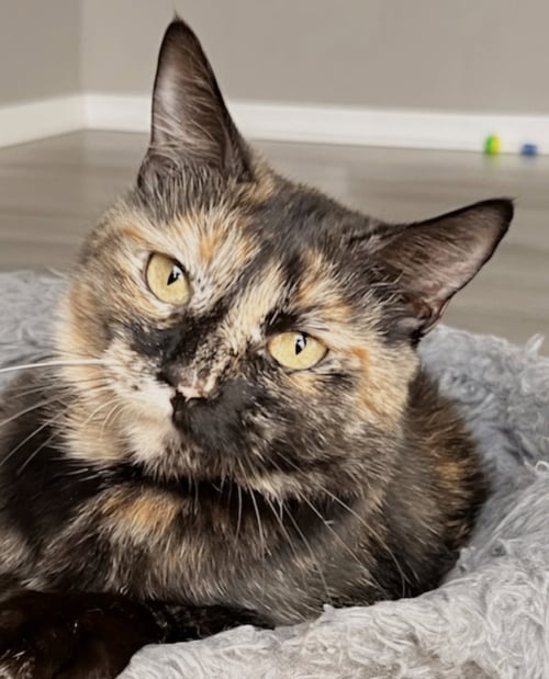 KITTY CASS - Tortoiseshell available for adoption