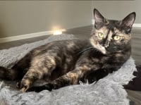 KITTY CASS - Photo 4
