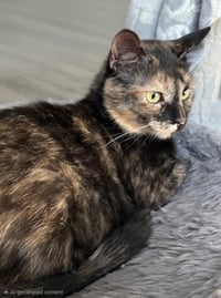 KITTY CASS - Photo 3