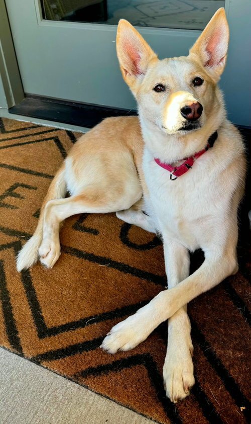 LIL BIT - Husky available for adoption