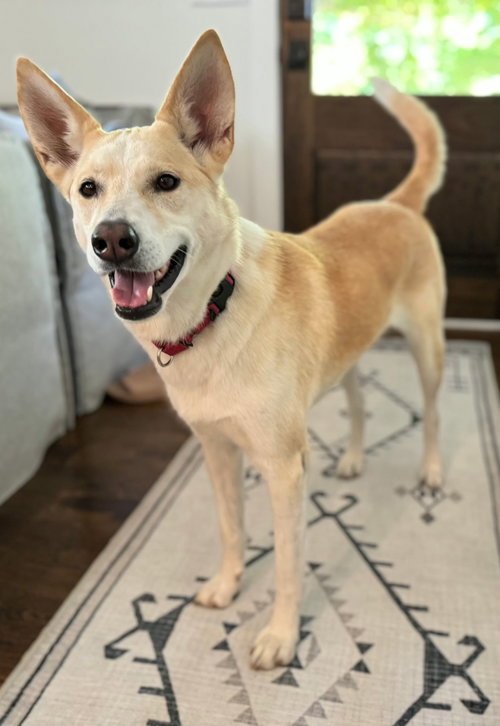 LIL BIT - Husky available for adoption
