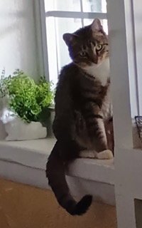 LENA - Domestic Short Hair available for adoption