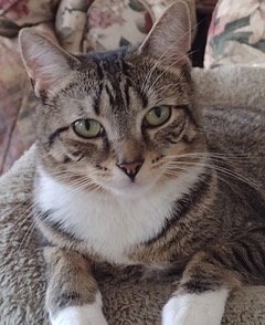 LENA Image