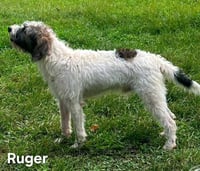 RUGER - Photo 4