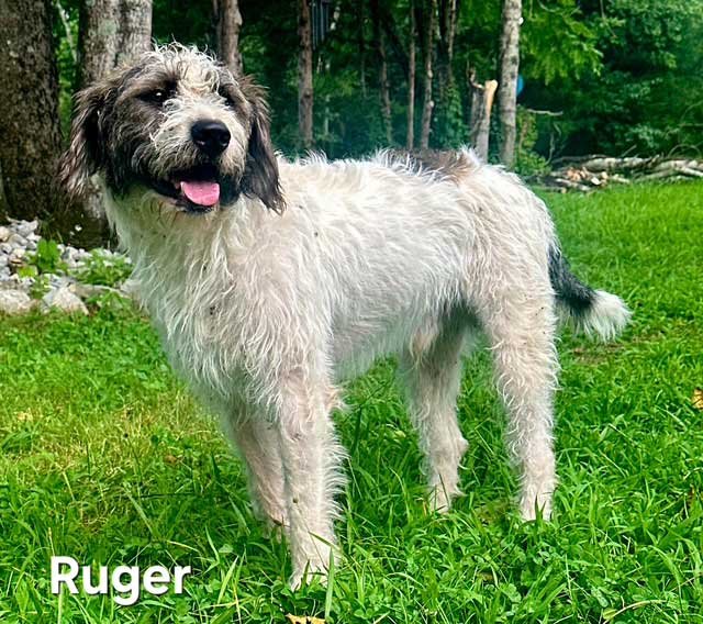RUGER Image