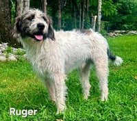 RUGER - Photo 1