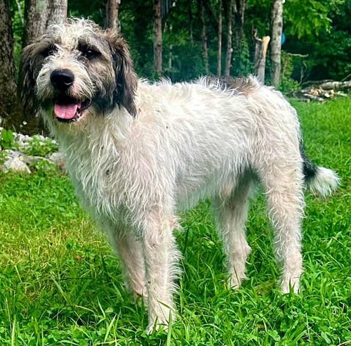 RUGER - Poodle (Standard) available for adoption