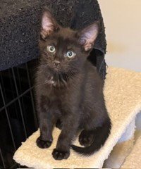KITTEN NINJA-FEARLESS ACROBAT - Photo 1