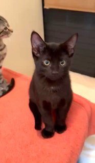 KITTEN NINJA-FEARLESS ACROBAT - Photo 3