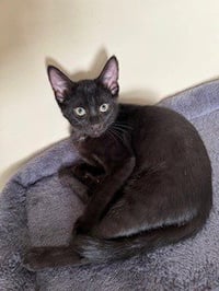KITTEN NINJA-FEARLESS ACROBAT - Photo 2