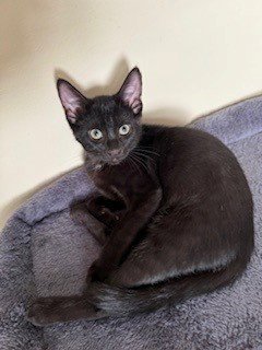KITTEN NINJA-FEARLESS ACROBAT - Domestic Short Hair available for adoption
