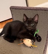 KITTEN NINJA-FEARLESS ACROBAT - Photo 4