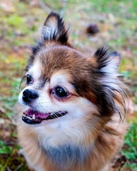 DARLING DARCY - Photo 2