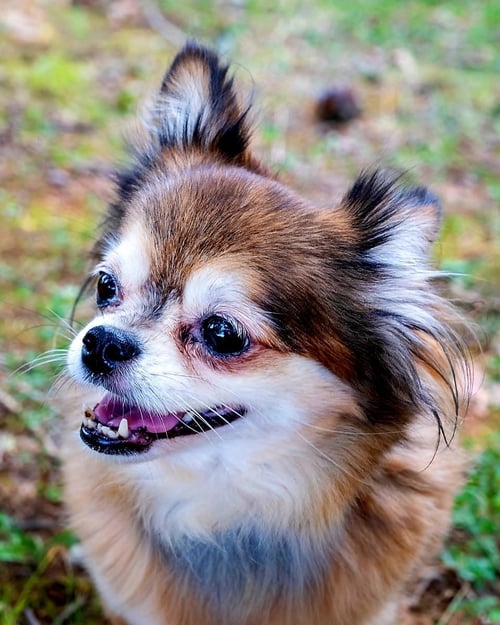 DARLING DARCY - Chihuahua available for adoption
