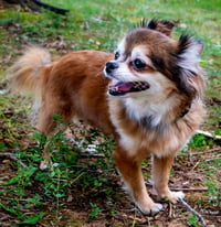 DARLING DARCY - Photo 3