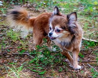 DARLING DARCY - Photo 4