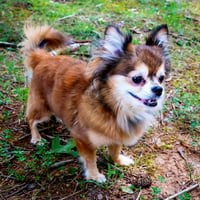 DARLING DARCY - Photo 1