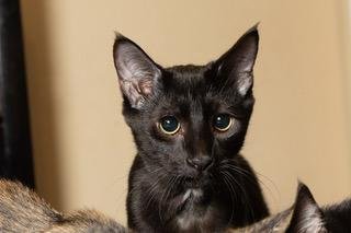 KITTEN TUCKER - Domestic Short Hair available for adoption