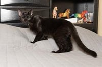 KITTEN TUCKER - Photo 3