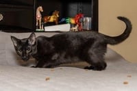 KITTEN TUCKER - Photo 2