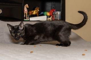 KITTEN TUCKER - Domestic Short Hair available for adoption