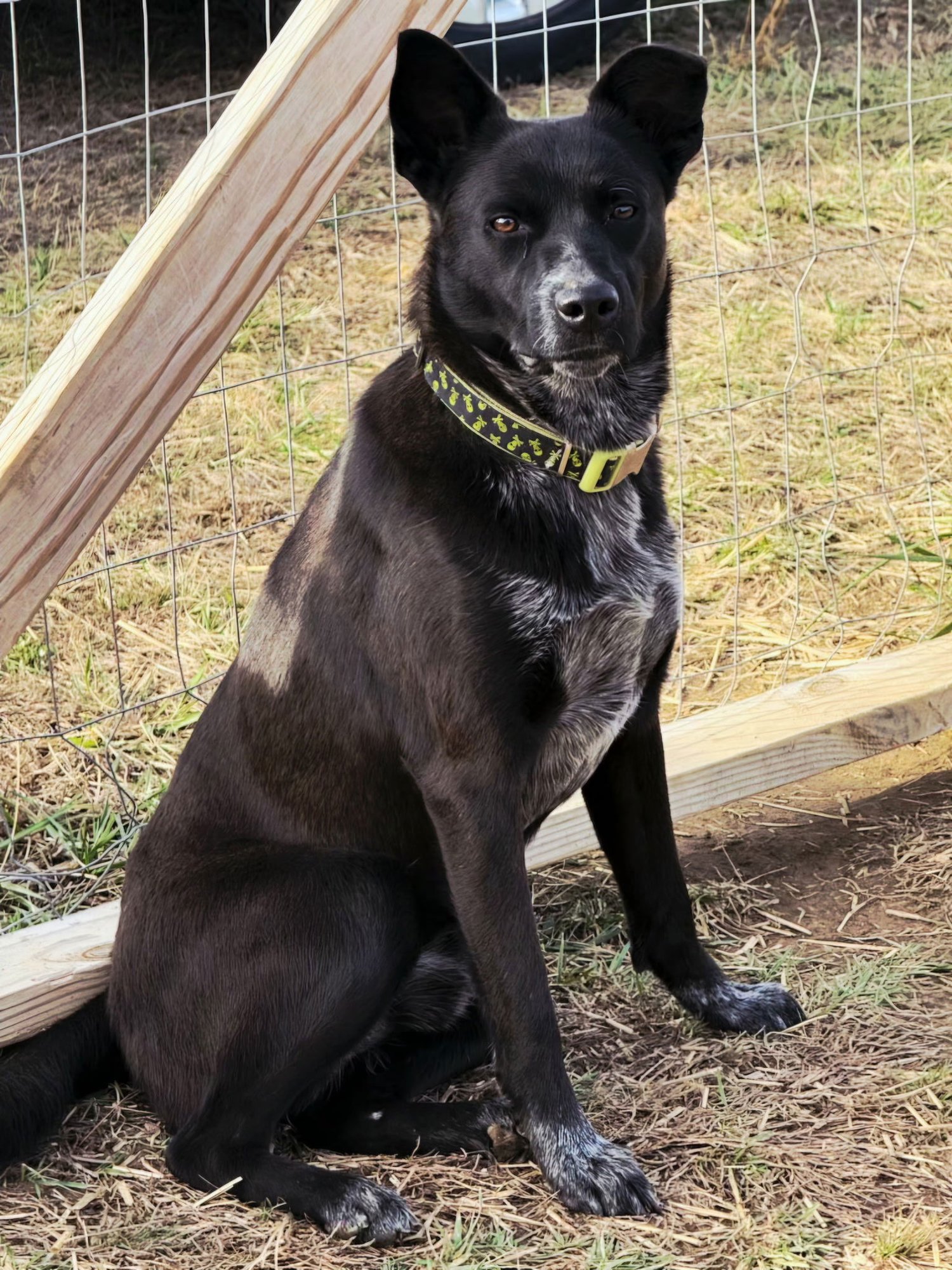 DODGE - Australian Cattle Dog/Blue Heeler / Labrador Retriever available for adoption