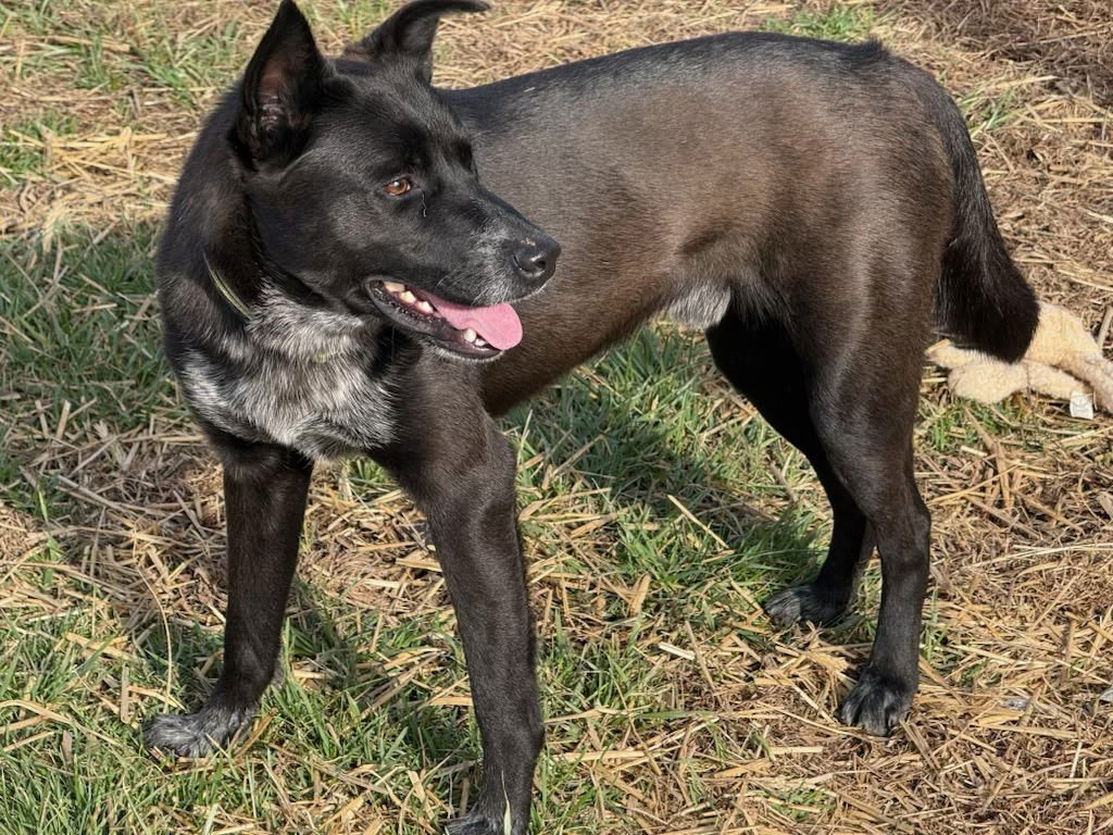 DODGE - Australian Cattle Dog/Blue Heeler / Labrador Retriever available for adoption