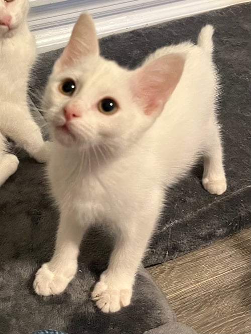KITTEN BOONE - Domestic Short Hair available for adoption