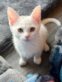 KITTEN BOONE - Photo 3