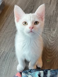 KITTEN BOONE - Photo 4