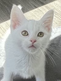 KITTEN BOONE - Photo 1