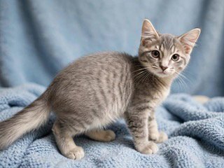 KITTEN GHOST Image