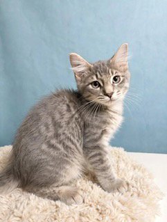 KITTEN GHOST - Tabby available for adoption