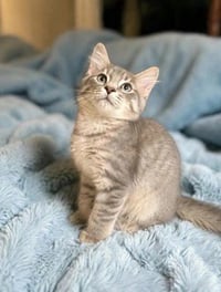 KITTEN GHOST - Photo 3